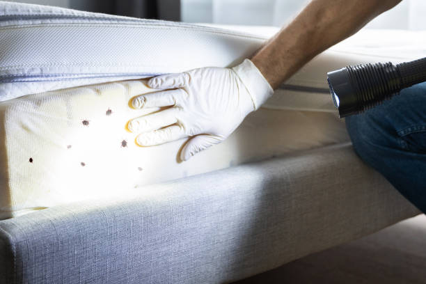 Best Pest Control Near Me  in Box Elder, SD