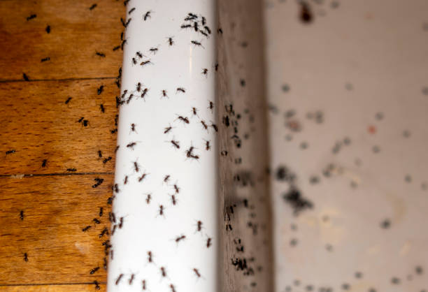 Best Best Pest Control Companies  in Box Elder, SD