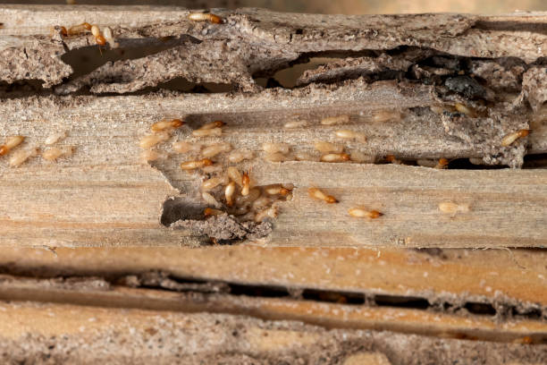 Best Rat Extermination Near Me  in Box Elder, SD